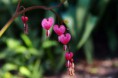/album/love/bleeding-hearts-jpg1/
